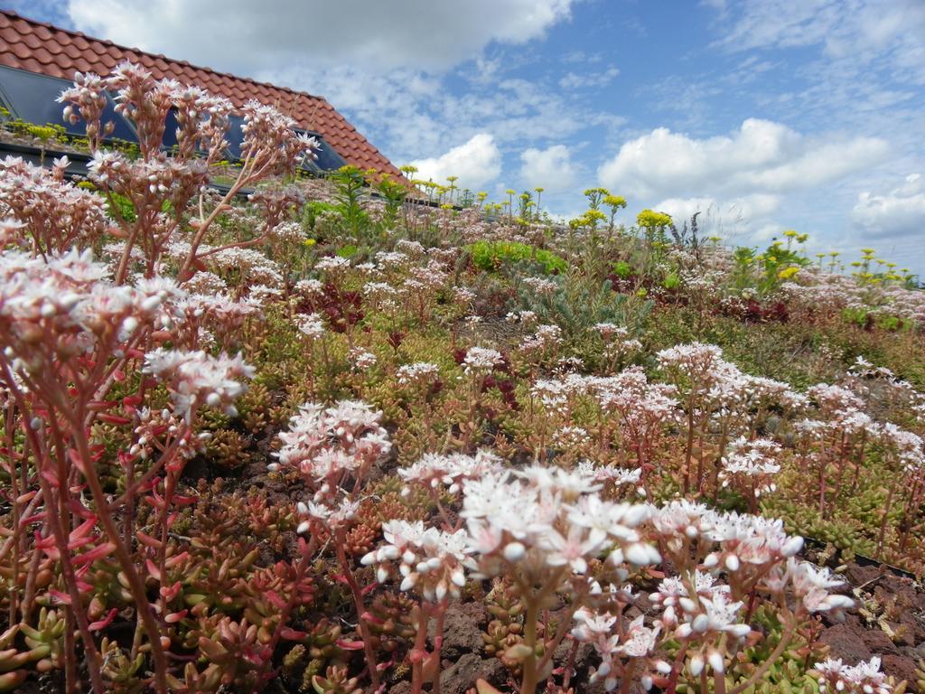 Villa Fleur De Ciel Loos-en-Gohelle Exterior foto